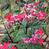 2 Clerodendrum Plants Live 5-9 Inc Tall - Great for Beautifying Indoor and Outdoor Spaces - Trailing Light Bulb Flowering Vine (Red Purple Bleeding Heart)