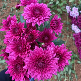 2 Purple Chrysanthemum Plants Live, 5 to 7 Inc in Height, Mums Plants Live, Mum Live Plant Gardening Outdoor or Indoor