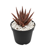 Aloe Purple Live, Aloe Purple Succulent Plant Live Indoor, 4 Inches Pot