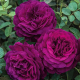 Deep Purple Climbing Rose Live Plant, Fragrant Rose Bush Ready to Plants, Zone 5 to 9, Size 5 to 7 Inches and Bare Root