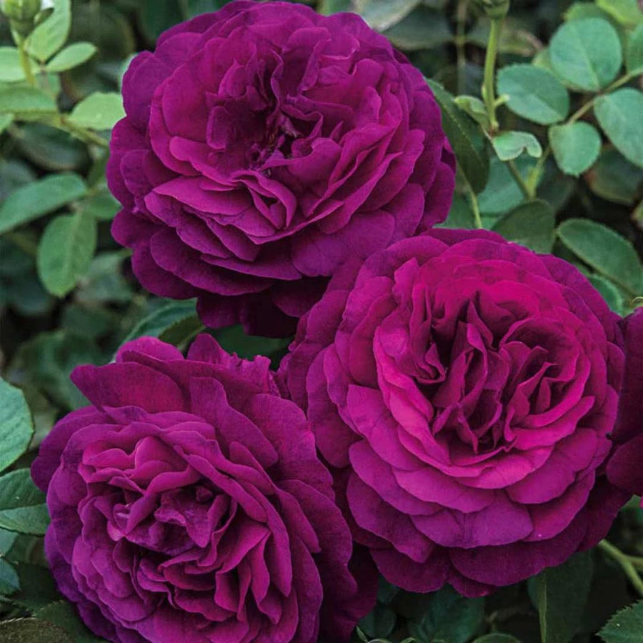 Deep Purple Climbing Rose Live Plant, Fragrant Rose Bush Ready to Plants, Zone 5 to 9, Size 5 to 7 Inches and Bare Root