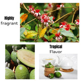 2 Pineapple Guava Trees Live Plants, 5 to 9 Inc Tall, Well Rooted, 1 Year Old Guava Tree, Fragrant Guava for Planting, Cold Hardy