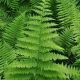 5 Hay Scented Fern Rhizomes Live Plants for Planting, Ferns Live Plants Outdoors Indoors Full Shade, Bare Roots, Fast-Growing