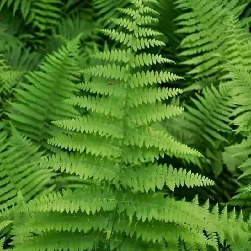 5 Hay Scented Fern Rhizomes Live Plants for Planting, Ferns Live Plants Outdoors Indoors Full Shade, Bare Roots, Fast-Growing