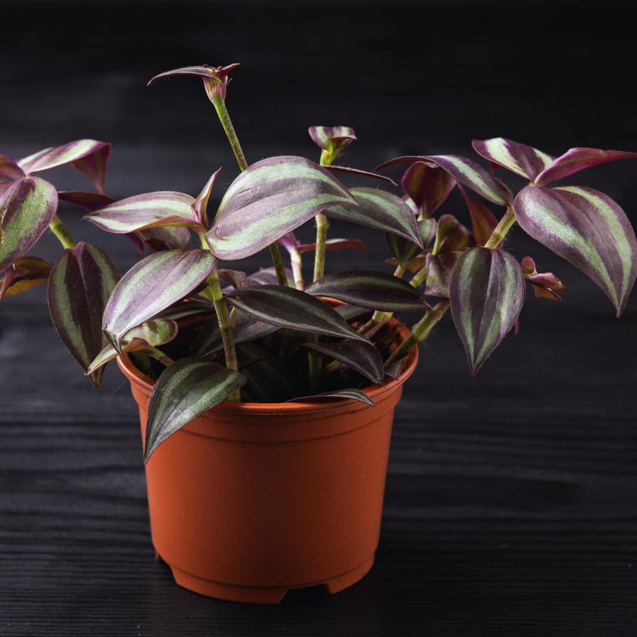 2 Purple Wandering Jew Live Plants, Tradescantia Wandering Jew Plants Live, Succulent Plant Live, 2 Inc Potted