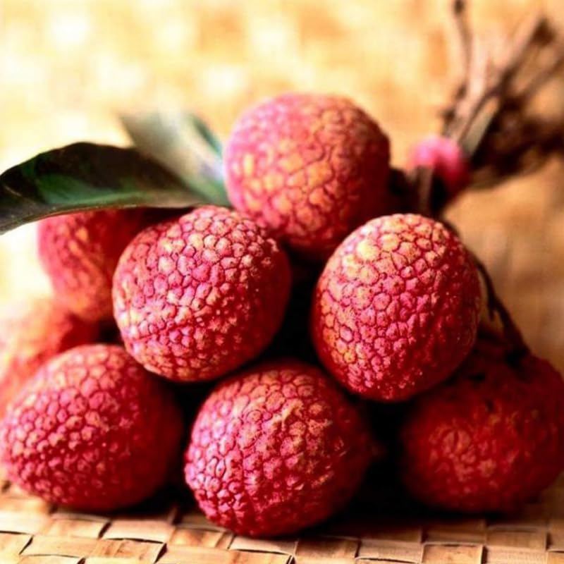 Sweet Lychee Tree Live Plant, in Half Gallon Pot, 10-12 Inc Tall, Lychee Plant Live, Tropical Litchi Fruit Tree