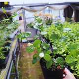 3 Maid of Orlean Jasmine Plants Live, Live Jasmine Plants, Sambac Jasmine Live Plants, 4 to 6 Inc Long, Jasmine Live Plants for Grow Garden
