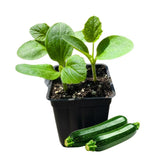 2 Green Squash Zucchini Plants in 4'' Pot, Live Squash Plants, 3-5'' Tall, Squash Zucchini Plants, 2 Plants Per Pot