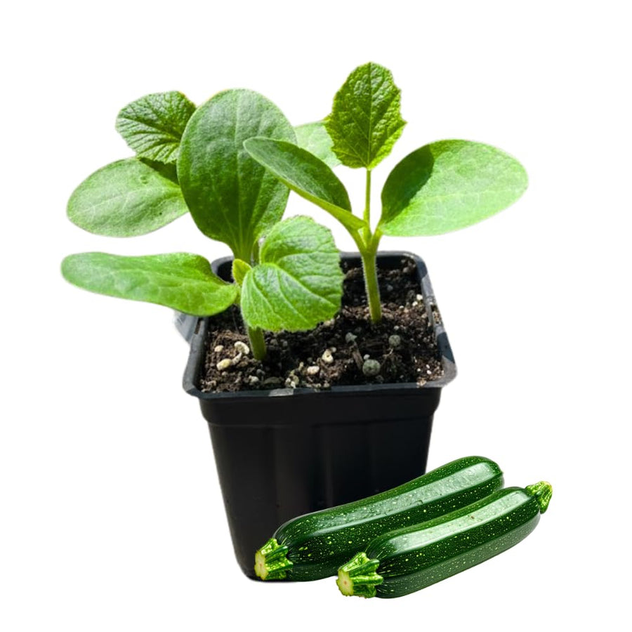 2 Green Squash Zucchini Plants in 4'' Pot, Live Squash Plants, 3-5'' Tall, Squash Zucchini Plants, 2 Plants Per Pot