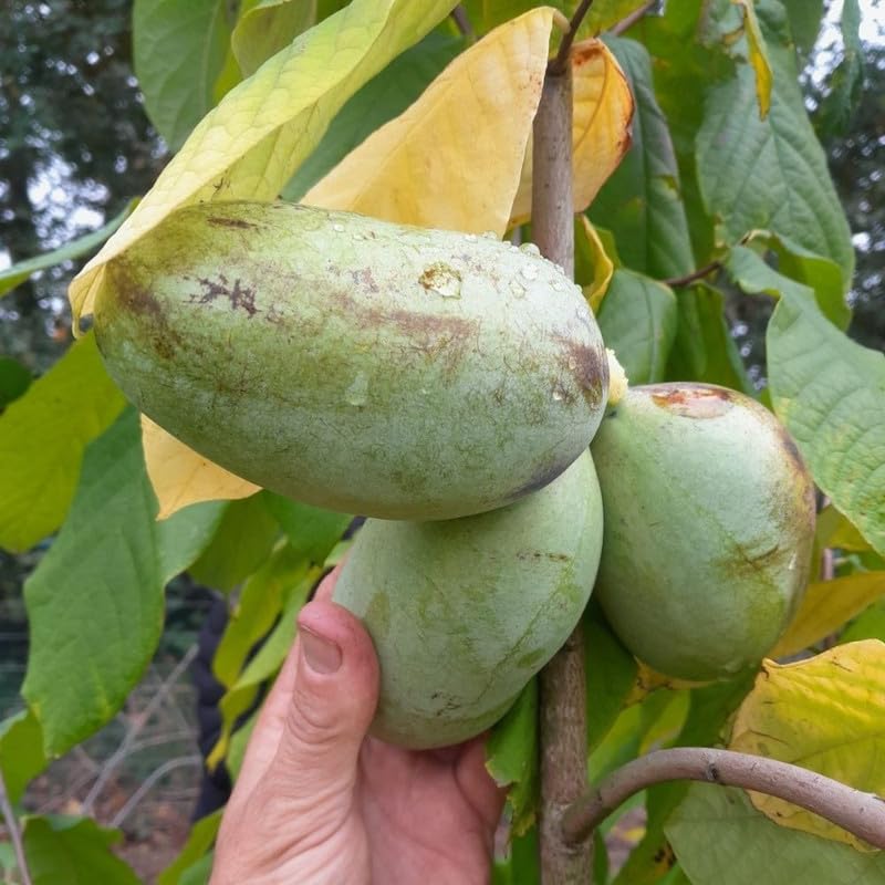 Pawpaw Tree Live Plant in Quart Pot, Pawpaw Tree 6-12 Inches Tall, Paw Paw Fruit Plant for Planting Outdoor, Sweet Fruit Plants