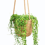 String of Pearls Plant Live, Trailing Succulent Vine, Indoor Hanging Houseplant, 4 Inch Pot