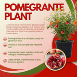 Live Sweet Pomegranate Plant, Red Pomegranate Plants Live Tree 8 to 10 Inches Tall, Pomegranates Fruit Tree, Well Rooted, 4 Inches Pot Plants