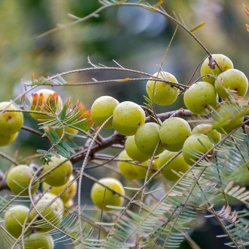 Sweet Gooseberry Live Plant 3 Feet Tree, Gooseberry Tropical Fruit Tree for Planting, Ready to Grow