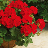 Red Geranium Plants Live, 2 Plants, Geranium Flower Plants, Size Plant 4 Inches