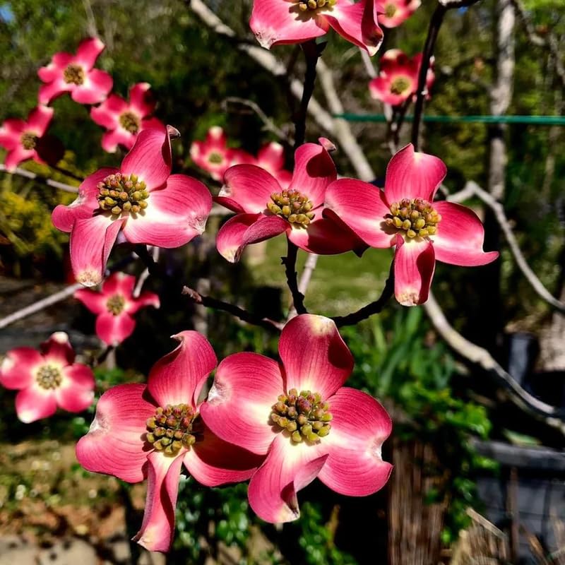 Pink Dogwood Tree Live Plant for Planting Outdoor, 8-14 Inch Tall, in Quart Pot, Dogwood Live Plant Dogwood Bush, Dogwood Plant Live