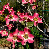 Pink Dogwood Plant Live, 7-14 Inch Tall, Quart Pot, Dogwood Tree Live Plant for Planting, Dogwood Live Plant Dogwood Bush, Dogwood Plant Live, Dogwood Flowers