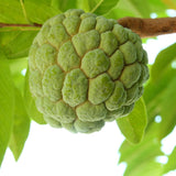 Live Sugar Apple Tree, Sweet Custard Apple Tree, Tropical Fruit Plant, 3-4 Feet Tall, Ready for Planting