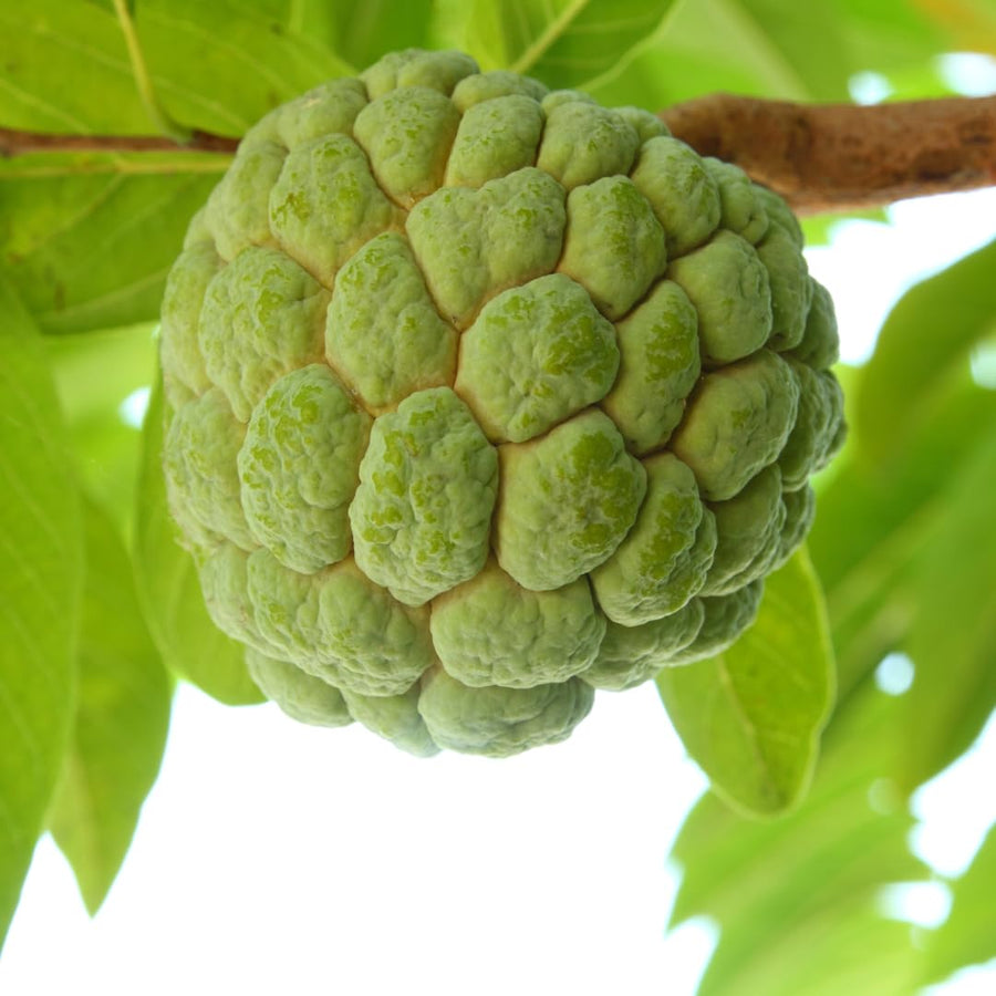 Live Sugar Apple Tree, Sweet Custard Apple Tree, Tropical Fruit Plant, 3-4 Feet Tall, Ready for Planting