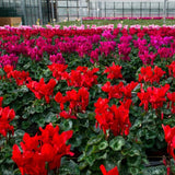 Red Cyclamen Plant Live, Hardy Cyclamen Flowers, In 4 Inc Pot, Indoor Cyclamen Houseplant with Blooming Potted Flowers