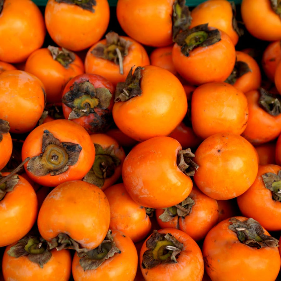 02 Persimmon Trees Live Plants Bare Root, 1–2 Ft Tall Fruit Tree Plants, Hardy Persimmon Trees for Outdoor Garden Growing Spring