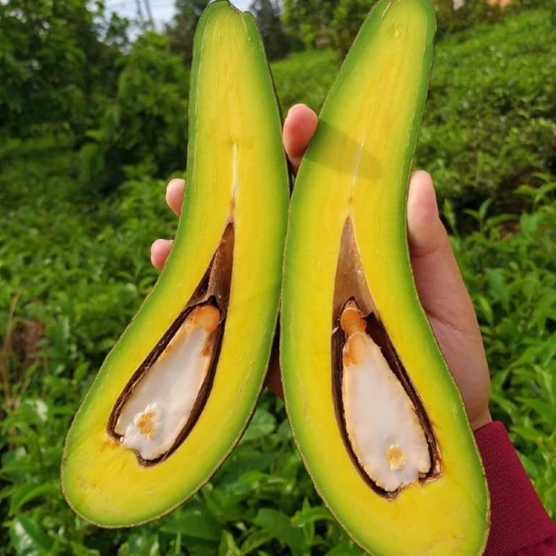 3 Years Old Avocado Tree Live Plant Grafted Air-Layered Ready to Bear Fruit, 3 Ft Cold Hardy Avocados Plant Tropical, Long Neck Avocado