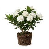 Duke of Tuscany Jasmine Plant, Fragrant Jasmine Flower Vine 4-8 Inches Well Rooted for Container, Hanging Basket Growing
