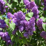 Live Common Lilac Plant, Purple Syringa Flower Plant in 4 Inch Pot, 6-12 Inch Tall Flowering Shrub, Fragrant Spring Garden Plant