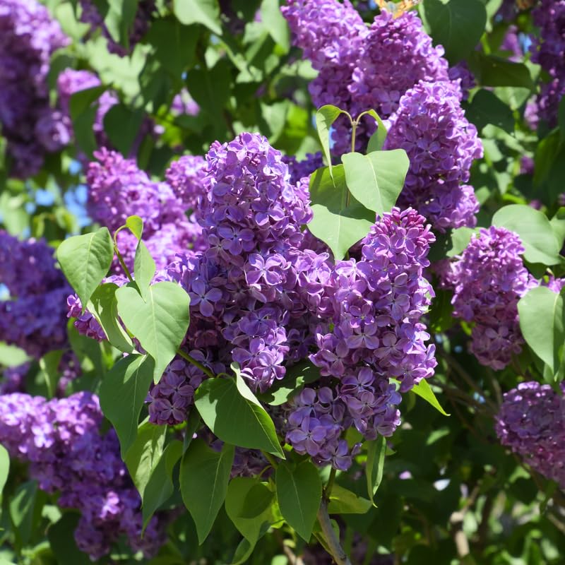 Live Common Lilac Plant, Purple Syringa Flower Plant in 4 Inch Pot, 6-12 Inch Tall Flowering Shrub, Fragrant Spring Garden Plant