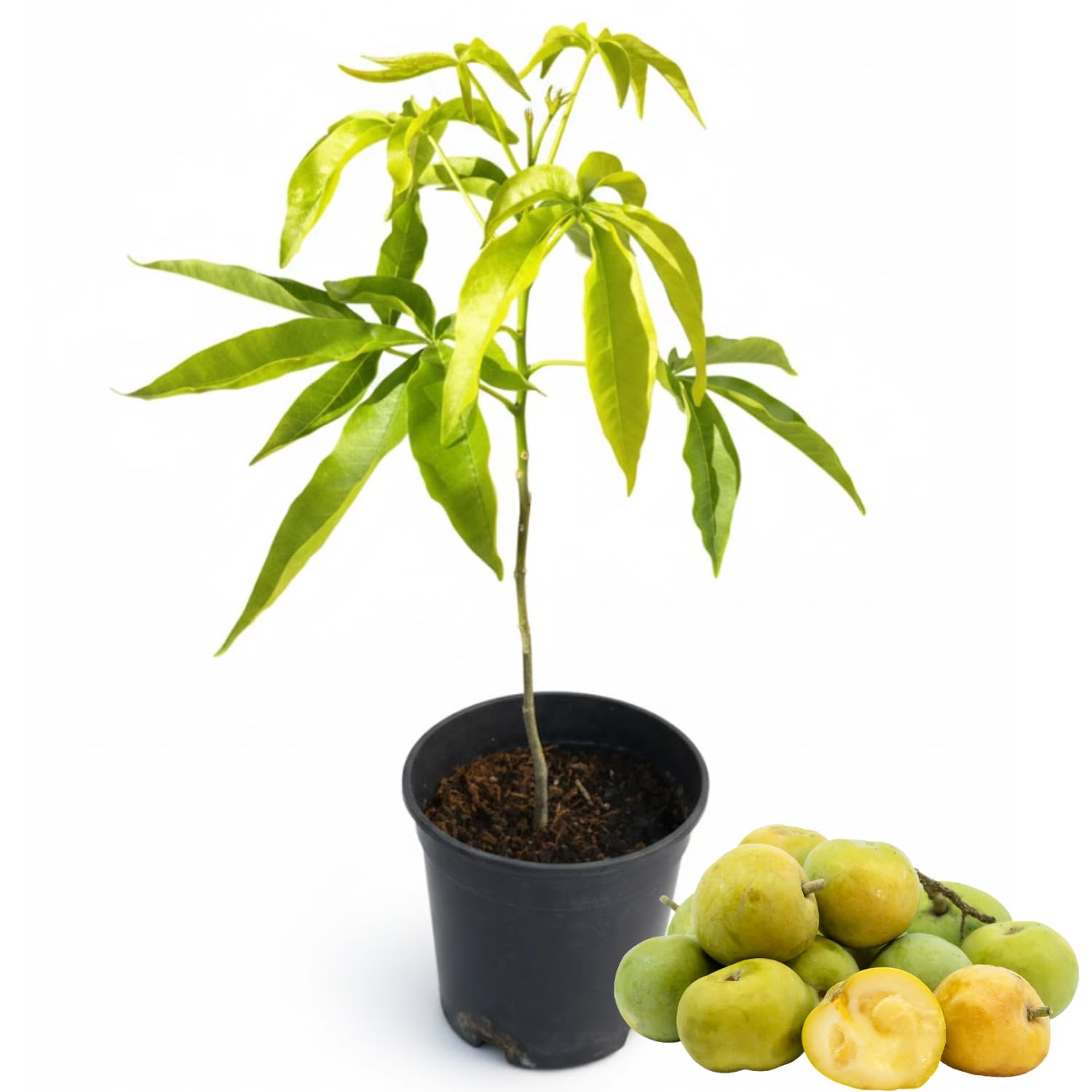 Live White Sapote Fruit Tree, 1.5 Feet Tall, Sapote Plant in 1 Gallon Pot, Sweet Tropical Plant