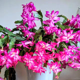 2 Christmas Cactus Plants Live, Holiday Blooming Indoor Plants Live Houseplants, Hanging Baskets Easy Care, Well-Rooted 5-8" Tall, No Pot, Bareroots, Single Stems (Purple Christmas Cactus)