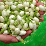 Maid of Orleans Jasmine Plant, Fragrant Jasmine Flower Vine 4-8 Inches Well Rooted for Container, Hanging Basket Growing