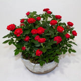 Miniature Rose Plant, Live 3” Potted Rose, Compact, Colorful Flowering Rose Bush for Indoor Outdoor Gardens (Red)