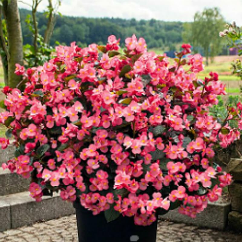Combo 3 Bronze Rose Begonia Angel Wing Plants Live, Begonia Maculata Live Plant, Begonias Live Plants Outdoor, 4 to 8 Inc Tall