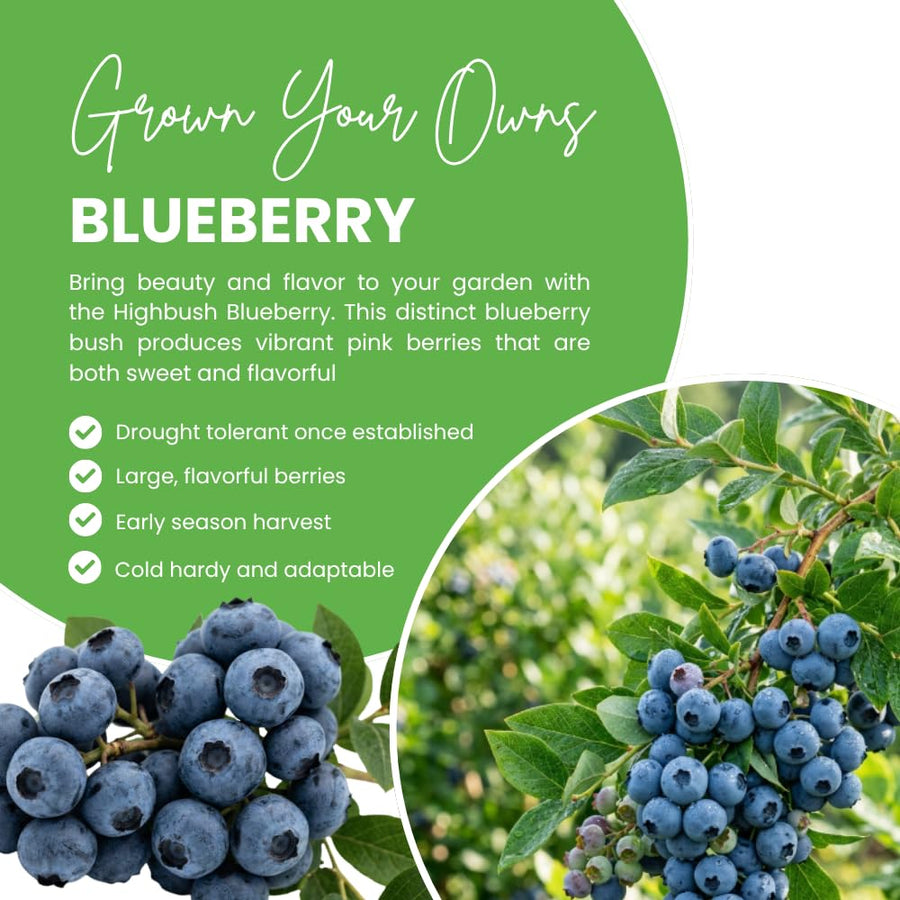 Blueberry Plant Live for Planting, Highbush Blueberry Plant, Well Rooted, 6-8 Inc Tall, Berry Shrub for Edible Gardens or Landscapes