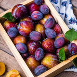 Wild Plum Tree Live Plant 12–24 Inches Tall, Plum Fruit Tree for Outdoor Garden or Backyard Growing, Cold Hardy