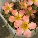 Oxalis Plant Live, Shamrock Spring Flower, 4 Inc Pot, Ornamental Oxalis Plant Live for Indoor Outdoor Garden, 4-8'' Tall (Peach)