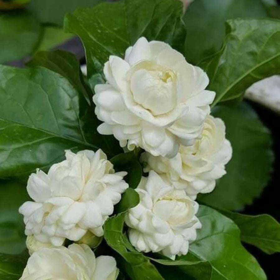 3 Sambac Jasmine Plants Live, Live Jasmine Plants, Grand Duke of Jasmine Live Plants, Double White Jasmine Live Plants for Grow Garden, 4 to 6 Inc Long