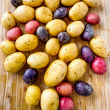 2 Lbs Mixed Potato Tubers High Yielding for Outdoor Planting,Vegetables Potatoes Plants Bulbs Seeds, Heirloom Seed Potato Live Tuber: Purple, Yellow, Red