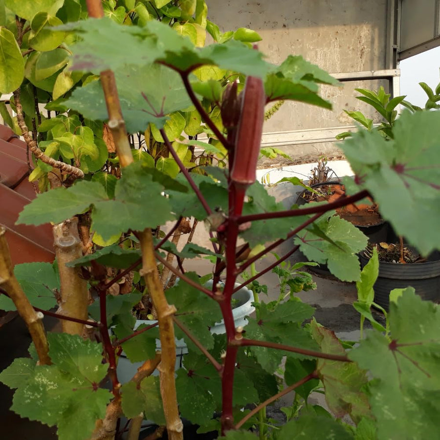 2 Red Okra Plants Live for Planting, Vegetable Plant, 4-8 Inches Tall, High Yield Garden Okra for Beds, Containers, Patio