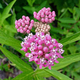 2 Mikweed Live Plants, Asclepias Tuberosa Perennial Flowers Plants, Tropical Butterfly Milkweeds 4-8 Inch for Outdoor Garden (Pịnk)
