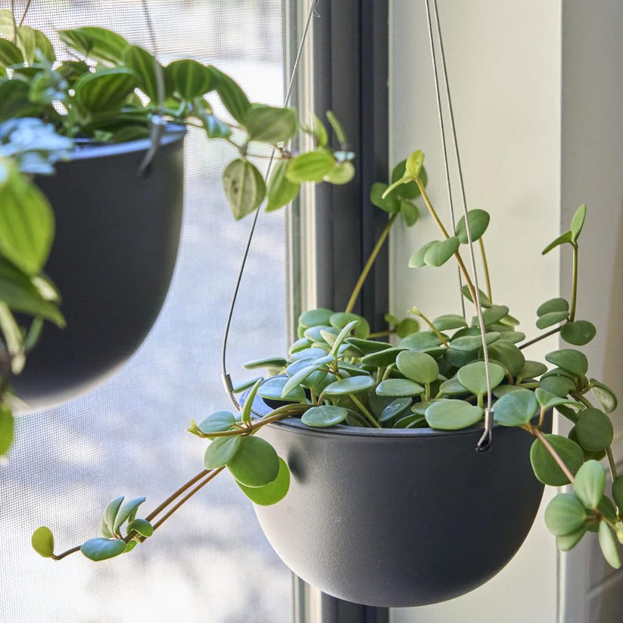 Peperomia Live Plant in 4" Pot, Easy-Care Indoor Trailing Houseplant Succulent Live (Hope Peperomia)