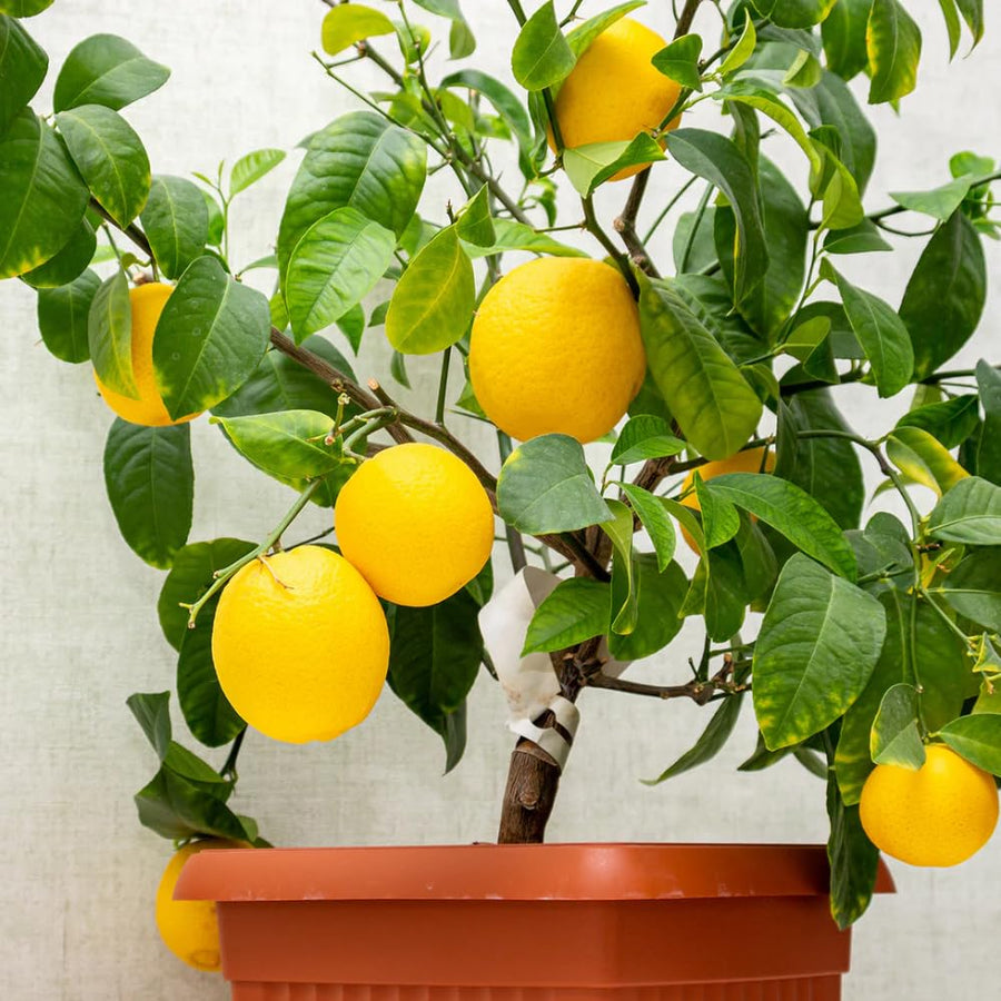 Lemon Plant Live, 2-4 Inches Tall, Dwarf Citrus Tree Starter for Indoor or Outdoor Growing, in 4" Pot