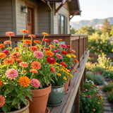 Pack of 1000 Zinnia Seeds, Mix Zinnia Seeds for Planting, Colorful Summer Blooms, Long Lasting Annual Flowers for Indoor Outdoor Garden