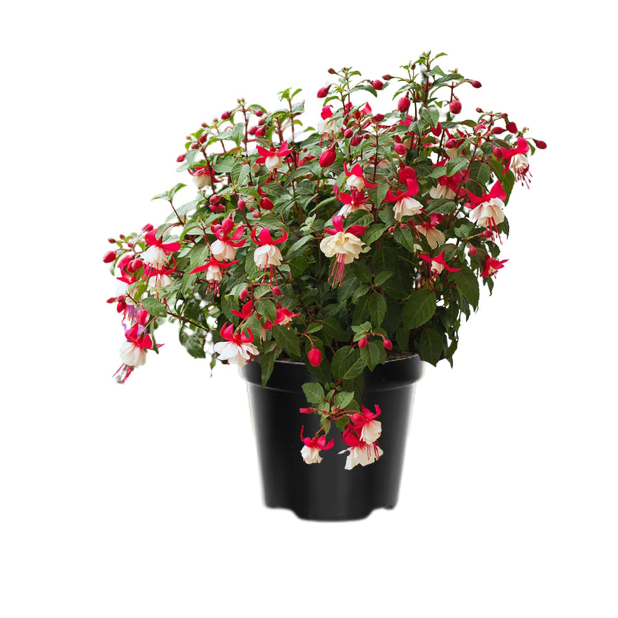 2 Fuchsia Flower Plants, Live White Red Fuchsia Plants Live Potted, 4 to 7 Inc Tall, 2 Live Plants
