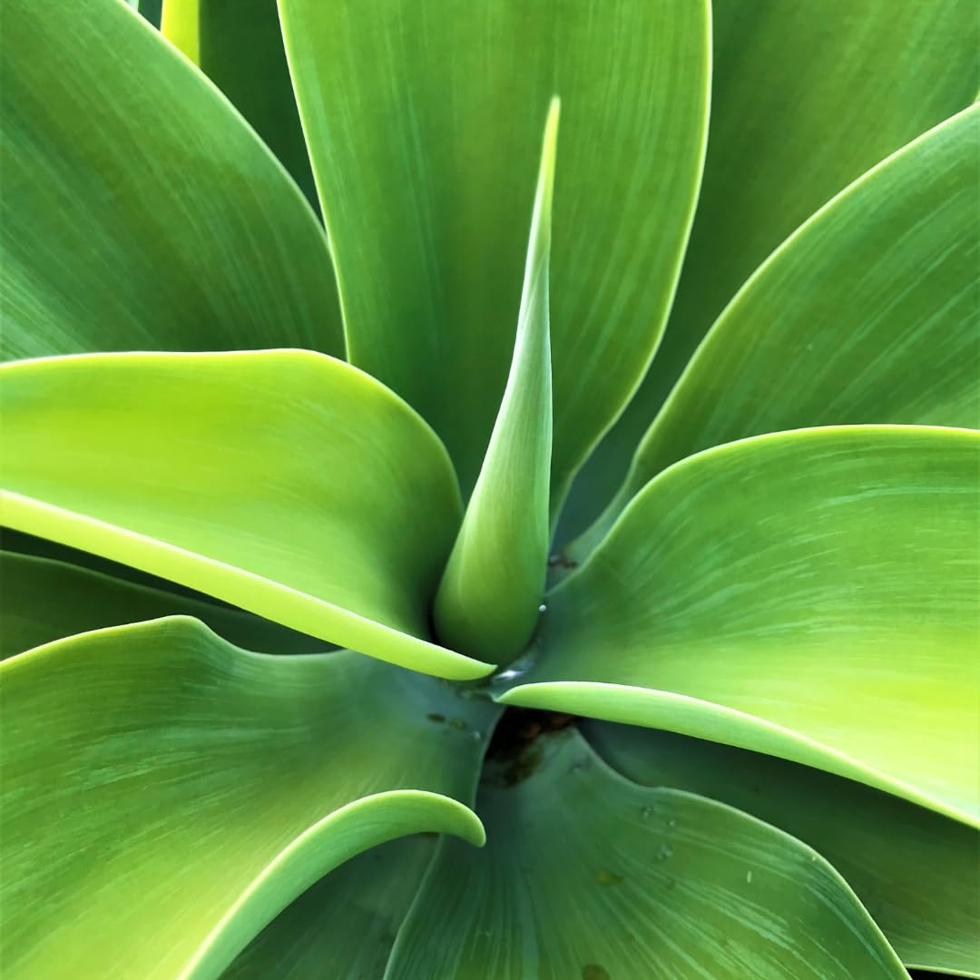 Live Green Agave Plant, Agave Succulent, Hardy Ornamental Cactus, 8 Inches Tall, 4Inch Pot, Ready for Planting