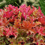 3 Coral Bells Heuchera Perenial Live Plants, Deep Purple to Pink Red Seasonal Leaves Color Change, Well-Rooted 5-9 Inc Tall, No Pot