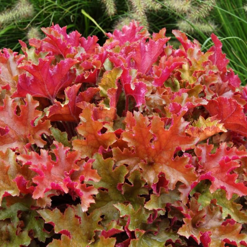 3 Coral Bells Heuchera Perenial Live Plants, Deep Purple to Pink Red Seasonal Leaves Color Change, Well-Rooted 5-9 Inc Tall, No Pot