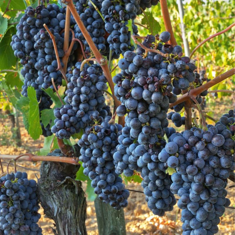 Grape Vine Plant Live for Planting, Grape Plant Live Grape Tree 1 to 2 Years Old, Grape Fruit Tree for Planting, Well-Rooted (Venus Grape)