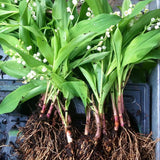 6 Lily of the Valley Plants Live, Lily of the Valley Flower Plant,Sweet Fragrant Blooms for Garden Beds and Borders, 4-7 Inch Tall Bareroot Plants