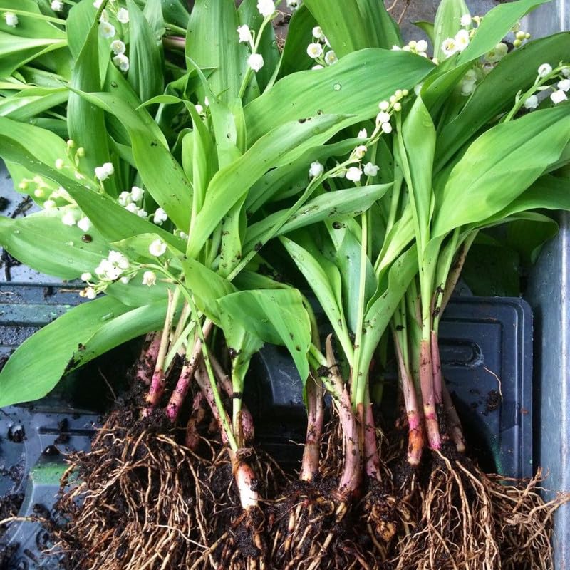 6 Lily of the Valley Plants Live, Lily of the Valley Flower Plant,Sweet Fragrant Blooms for Garden Beds and Borders, 4-7 Inch Tall Bareroot Plants